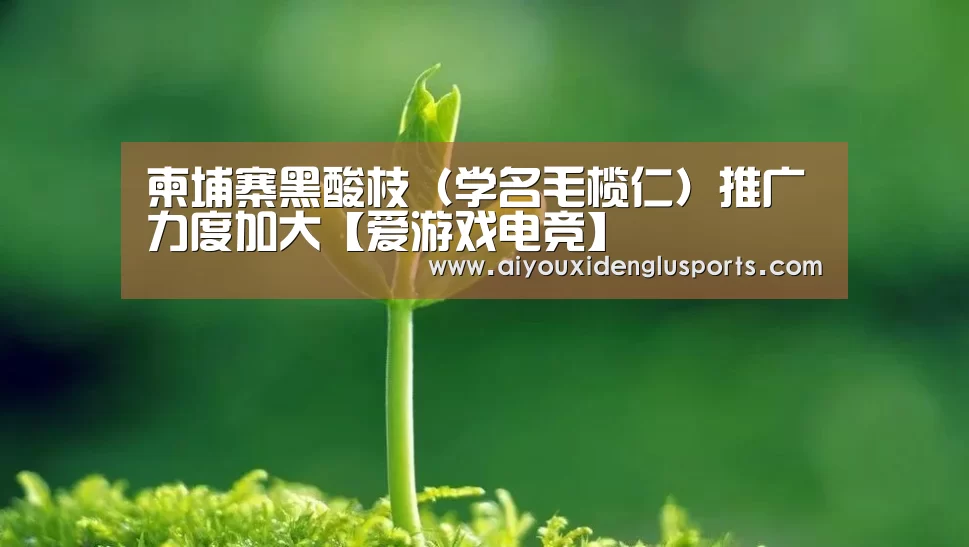柬埔寨黑酸枝(学名毛榄仁)推广力度加大【爱游戏电竞】(图1) 爱游戏电竞